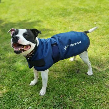 Whitaker D043 Weir Dog Coat Navy
