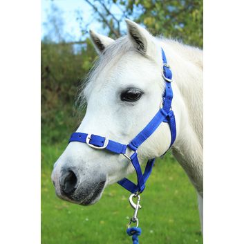 Gallop Headcollar &amp; Lead Rope Set Royal Blue alternative