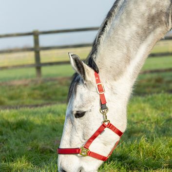 Hy Equestrian Fieldsafe Head Collar - Red