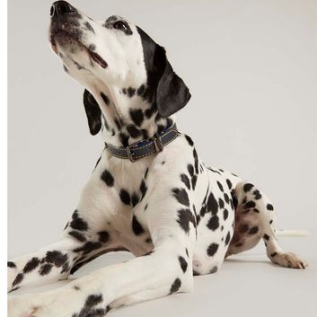 Joules Leather Dog Collar - Navy alternative