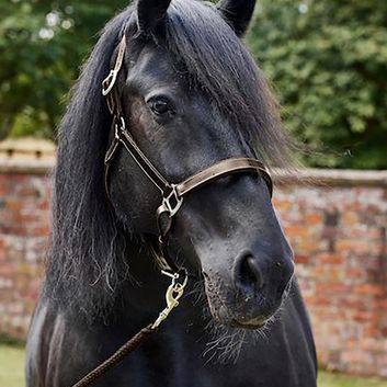 Firefoot Padded Leather Headcollar Brown alternative