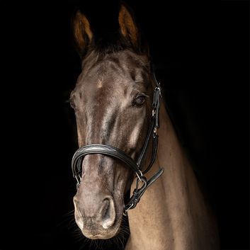 Propresicce Softy Leather Head Collar By Hy Equestrian Black/Silver Hardware