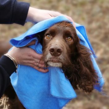 Benji &amp; Flo Quick Dry Dog Towel alternative