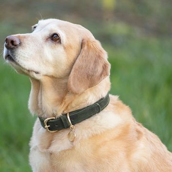 Benji &amp; Flo Noble Suede Dog Collar - Green/Gold - Large