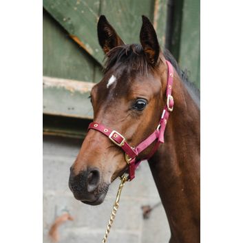 Economy Web Headcollar alternative