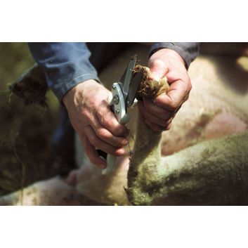 Agri Plain Footrot Shear