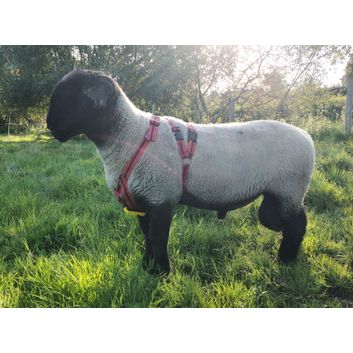 Matingmark Deluxe Ram Harness alternative
