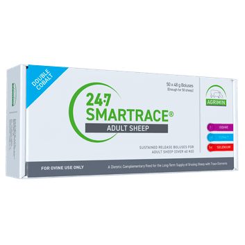 24-7 Smartrace Adult Sheep