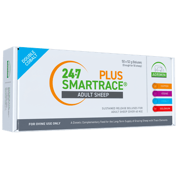 24-7 Smartrace Plus Adult Sheep