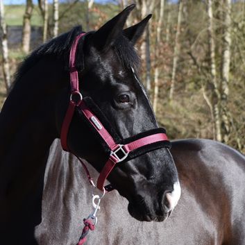 Whitaker Hc171 Holmfirth Furry Headcollar &amp; Lead Rope Burg alternative