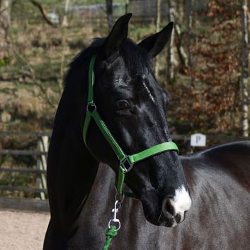 Whitaker Hc172 Pockley Padded Headcollar Green alternative