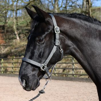 Whitaker Hc172 Pockley Padded Headcollar Grey