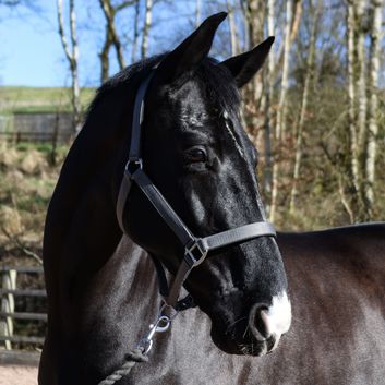 Whitaker Hc172 Pockley Padded Headcollar Grey alternative