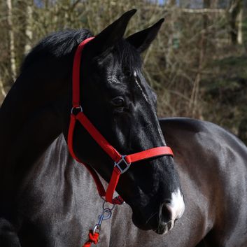 Whitaker Hc172 Pockley Padded Headcollar Red