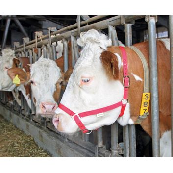 Cow Halter red alternative