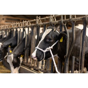 Sisal-PP Halter without clamp alternative