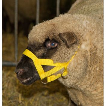Sheep and Ram Halter, nylon alternative