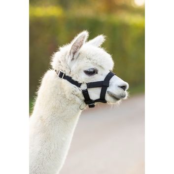 Alpaca Halter, adjustable, alternative