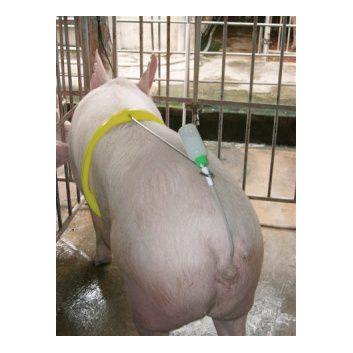 Porcine Insemination Clip alternative