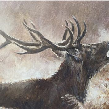 Caroline Cook Equestrian Cards The Roaring Stag