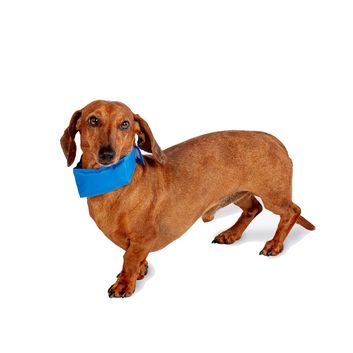 Danish Design Pet Cooling Collar