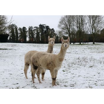 Kevin Milner Christmas Cards Alpacas In The Snow
