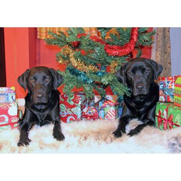 Kevin Milner Christmas Cards Christmas In Labradorland