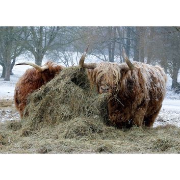 Kevin Milner Christmas Cards Highland Cattle In The Snow