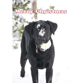Kevin Milner Christmas Cards Labrador In The Snow