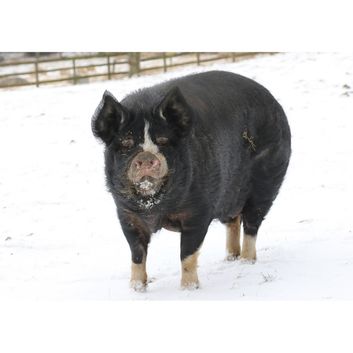 Kevin Milner Christmas Cards Snowy Pig