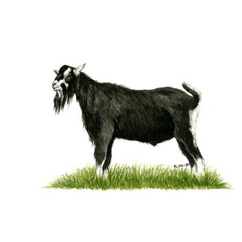 Kevin Milner Countryside Cards British Alpine Goat