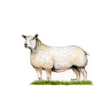 Kevin Milner Countryside Cards Charcolais Ewe Charolais Ewe