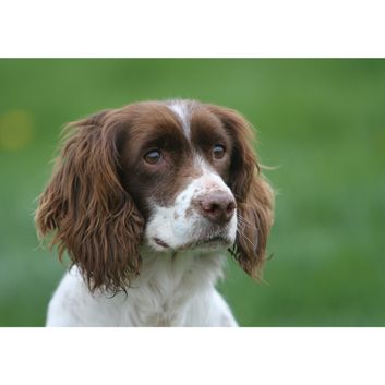 Kevin Milner Countryside Cards Cocker Spaniel