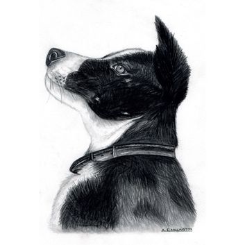 Kevin Milner Countryside Cards Collie Dog Art