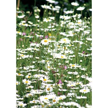 Kevin Milner Countryside Cards Dasies Daisies