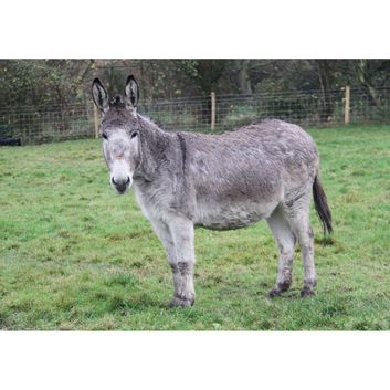 Kevin Milner Countryside Cards Donkey
