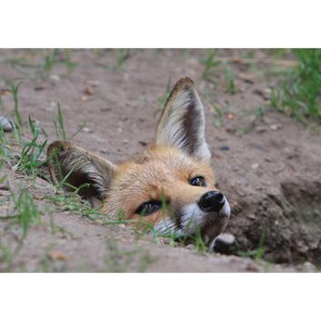 Kevin Milner Countryside Cards Fox
