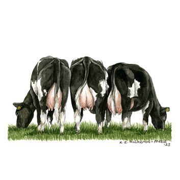 Kevin Milner Countryside Cards Fresian Cow