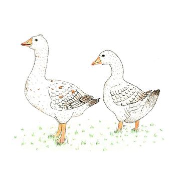Kevin Milner Countryside Cards Geese