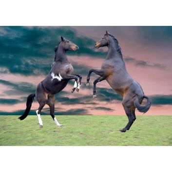 Kevin Milner Countryside Cards Horses Rearing