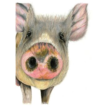 Kevin Milner Countryside Cards Inquisitive Pig