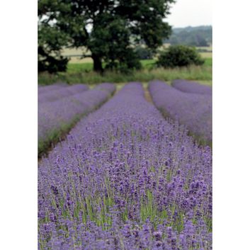 Kevin Milner Countryside Cards Lavendar