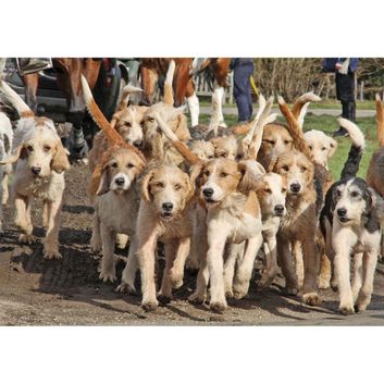 Kevin Milner Countryside Cards Pack Of Hounds