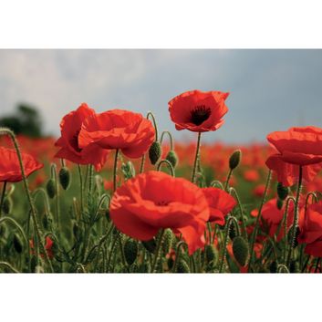 Kevin Milner Countryside Cards Poppy Flowers Poppy Flower