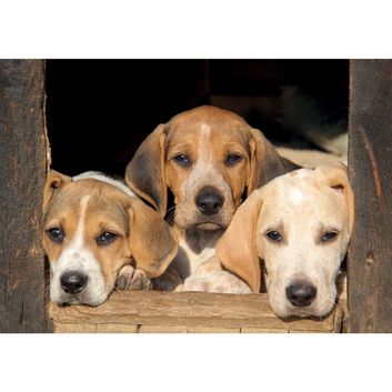 Kevin Milner Countryside Cards Puppy Dog