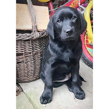 Kevin Milner Countryside Cards Puppy Labrador
