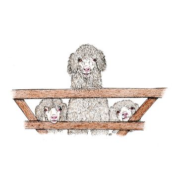 Kevin Milner Countryside Cards Three Goats