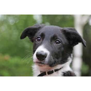 Kevin Milner Countryside Cards Trainee Sheepdog