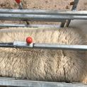 Ritchie Galvanised Digital Lamb Weigher additional 3