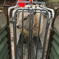 Ritchie Galvanised Digital Lamb Weigher additional 4